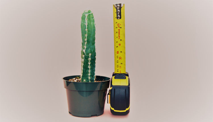 Measuring tool - how to make dick bigger